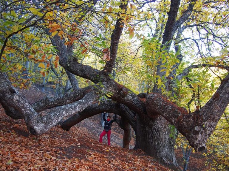 Castañar de Igualeja – RF Natura