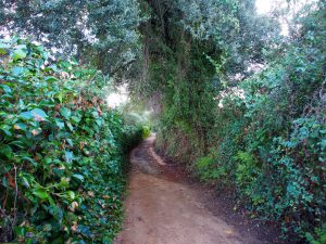 Caminos públicos